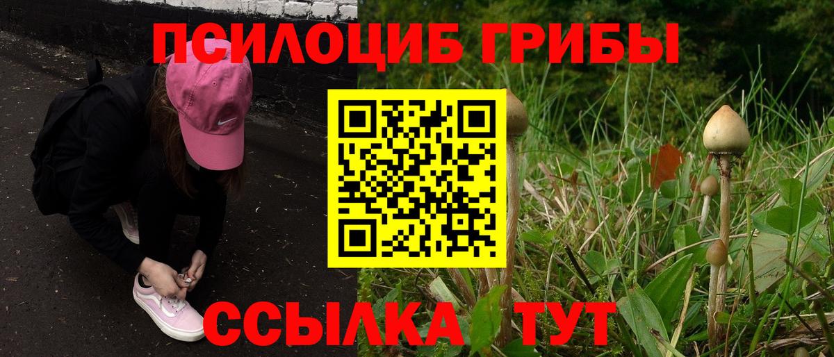 Галлюциногенные грибы Psilocybe Подольск